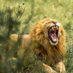 The Best Time To Experience An African Safari Adventure