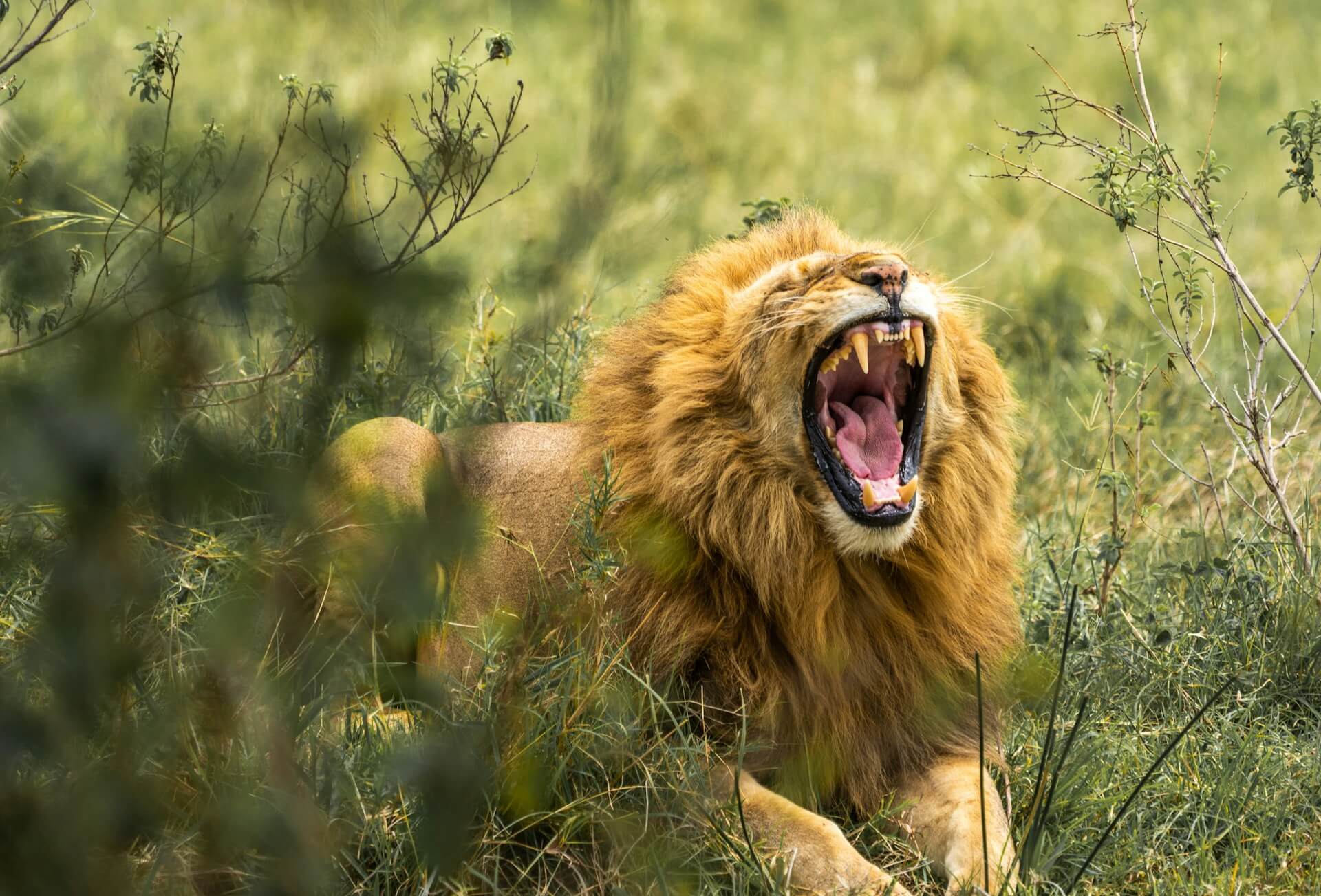 The Best Time To Experience An African Safari Adventure