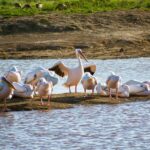 Discover The Magic Of Combining Safari And Beach Holidays