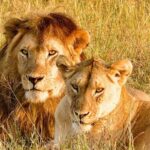 Why Luxury Safaris Offer The Ultimate African Travel Experience
