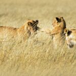 Essential Safari Packing Tips For Your East African Adventure